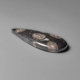 Black Fossil Coral Cabochon