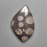 Fossil Coral