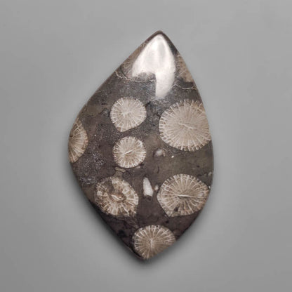 Fossil Coral