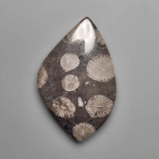 Fossil Coral