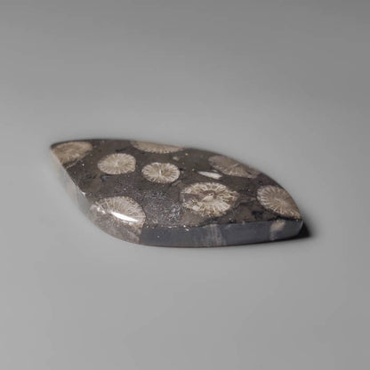 Black Fossil Coral Cabochon