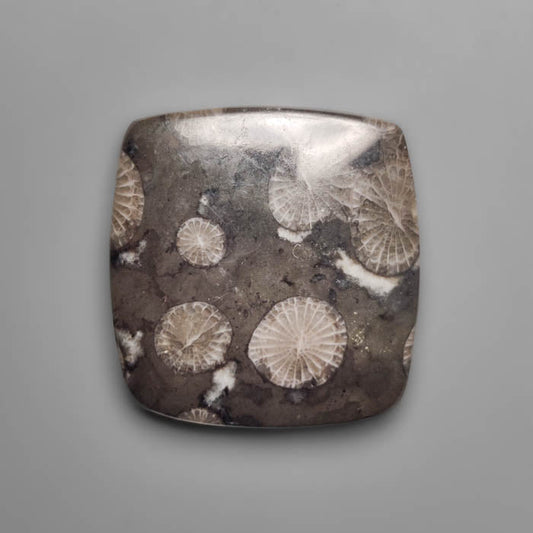 Fossil Coral