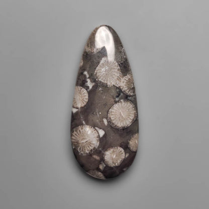 Fossil Coral