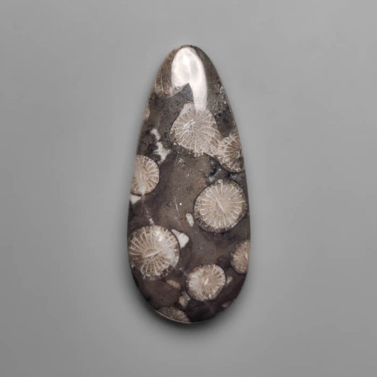 Fossil Coral