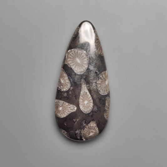 Fossil Coral