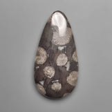 Fossil Coral