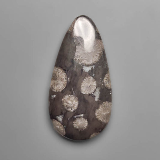 Fossil Coral