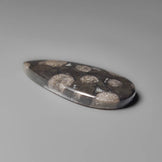 Black Fossil Coral Cabochon