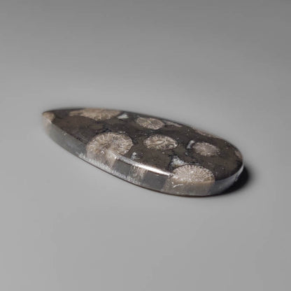 Black Fossil Coral Cabochon