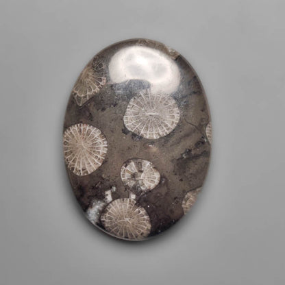 Fossil Coral