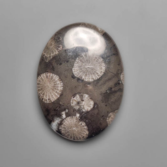 Fossil Coral