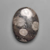 Fossil Coral