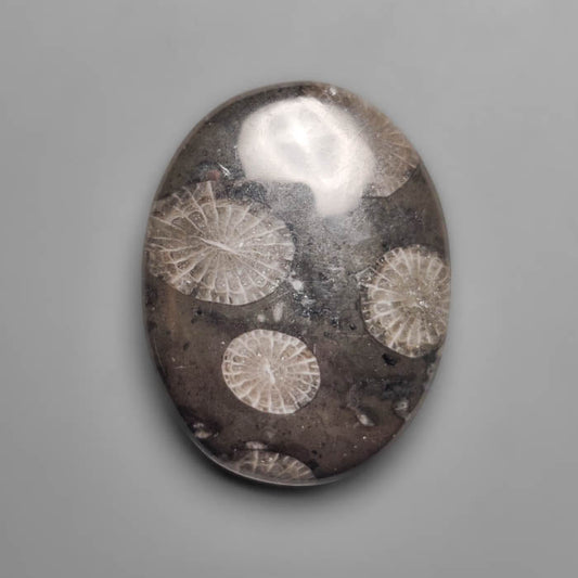 Fossil Coral