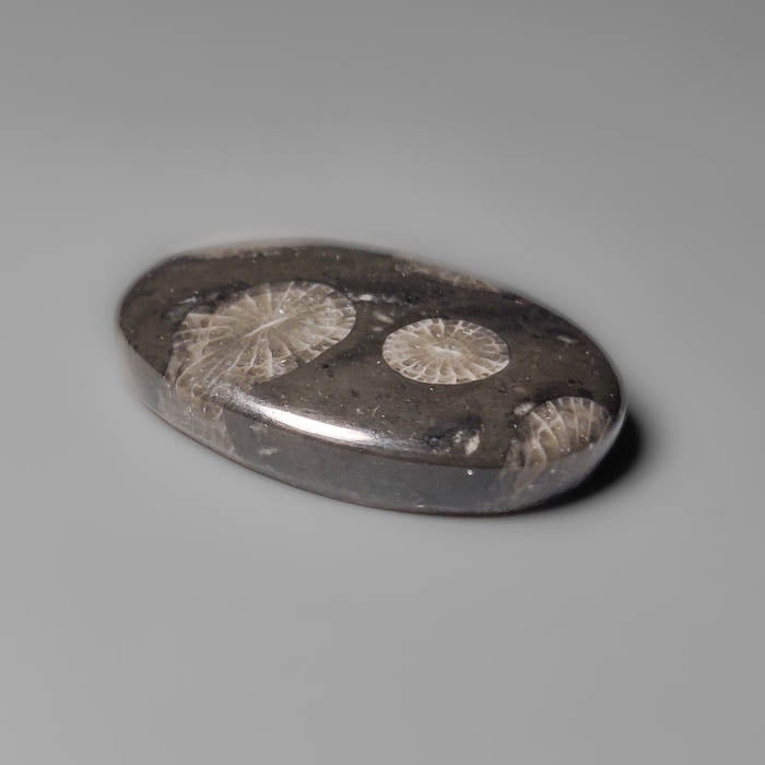 Black Fossil Coral Cabochon