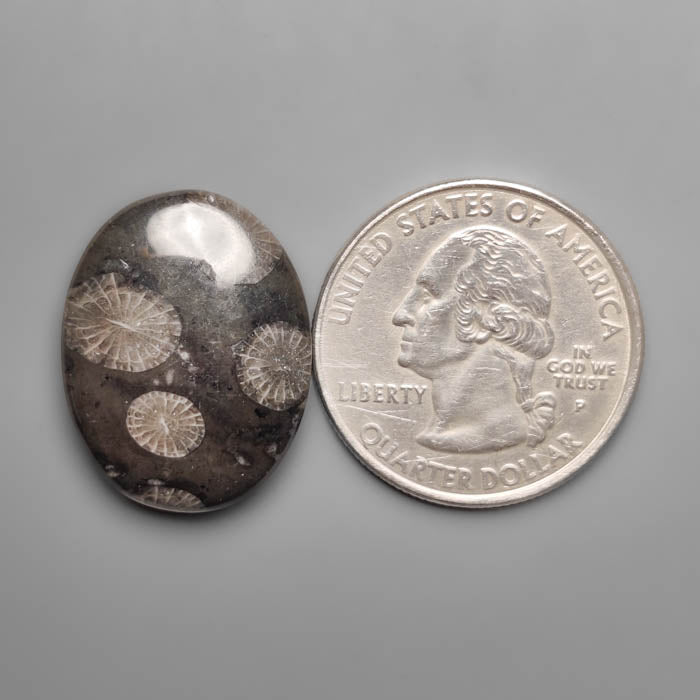 Black Fossil Coral Cabochon