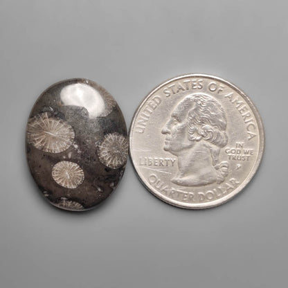 Black Fossil Coral Cabochon