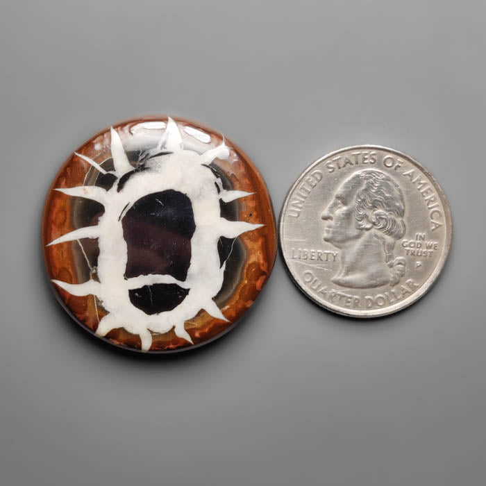 Black Septarian Fossil Cabochon