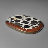 Black Septarian Fossil Cabochon