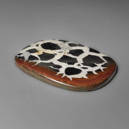 Black Septarian Fossil Cabochon