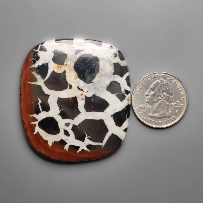 Black Septarian Fossil Cabochon
