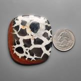Black Septarian Fossil Cabochon