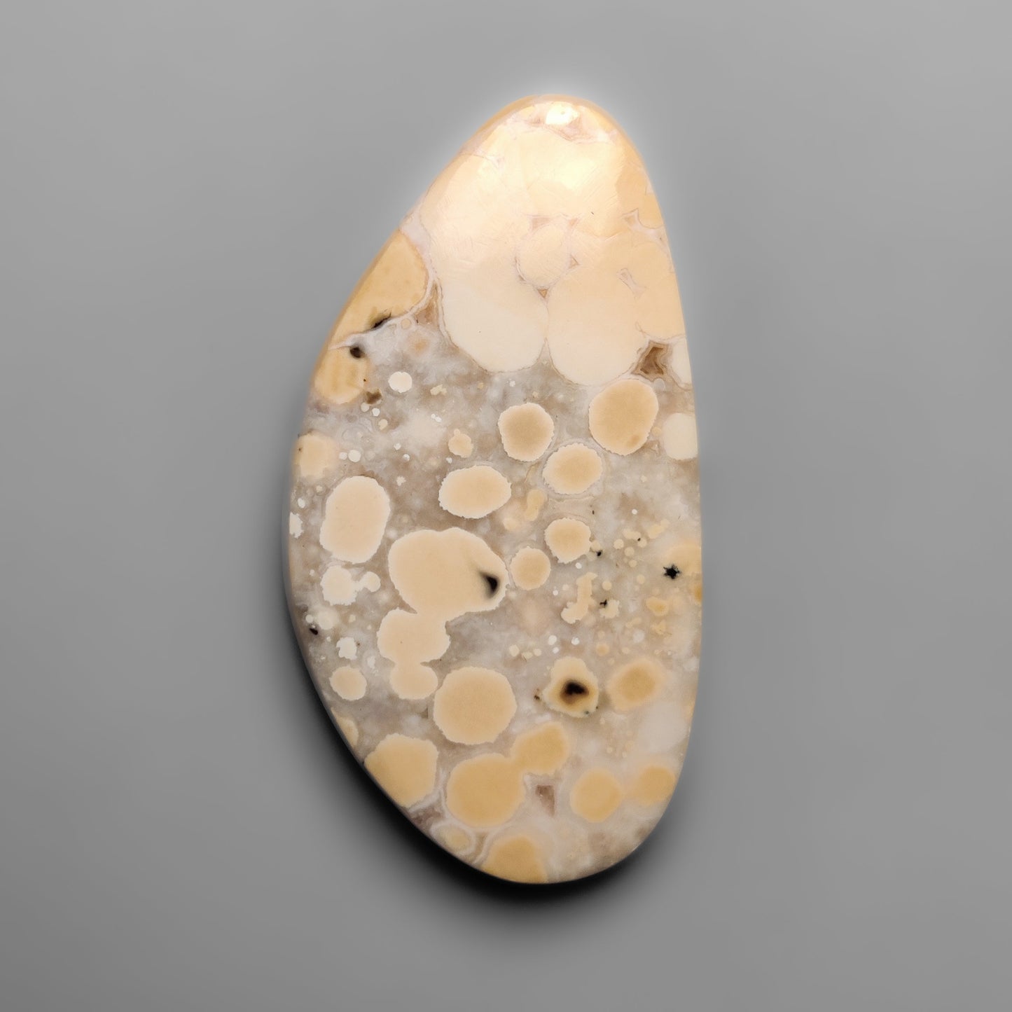 Cobra Jasper