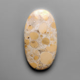 Cobra Jasper