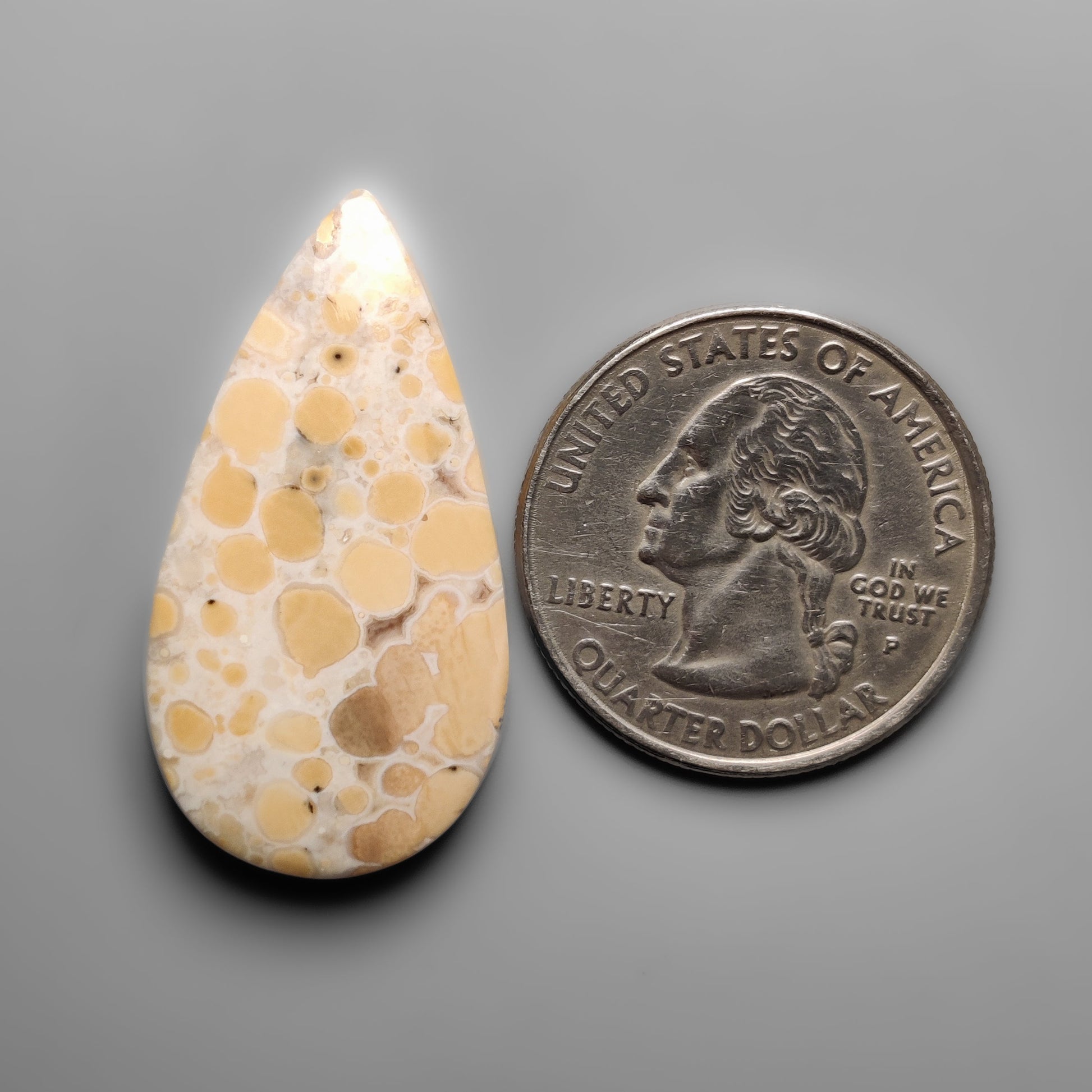 Cobra Jasper