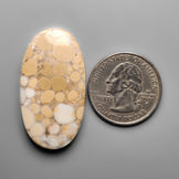 Cobra Jasper
