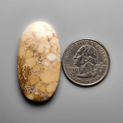Cobra Jasper