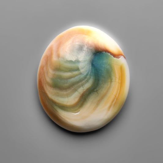 Shiva Eye Shell