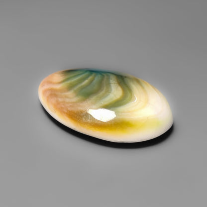 Shiva Eye Shell