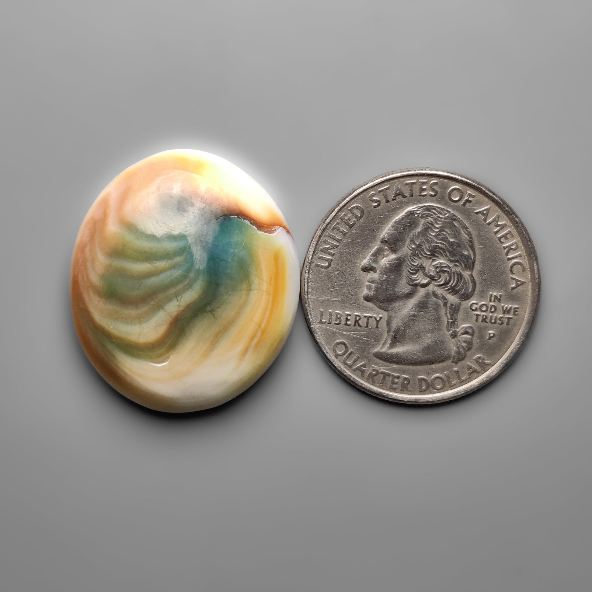 Shiva Eye Shell