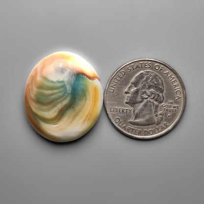 Shiva Eye Shell
