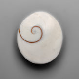 Shiva Eye Shell