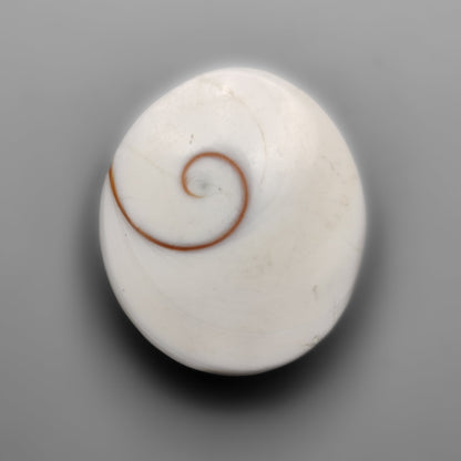 Shiva Eye Shell