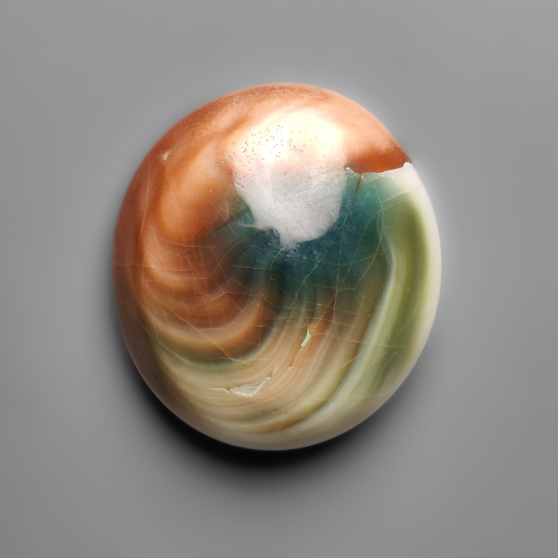 Shiva Eye Shell