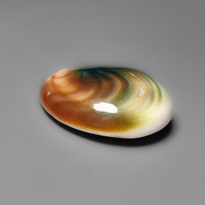 Shiva Eye Shell
