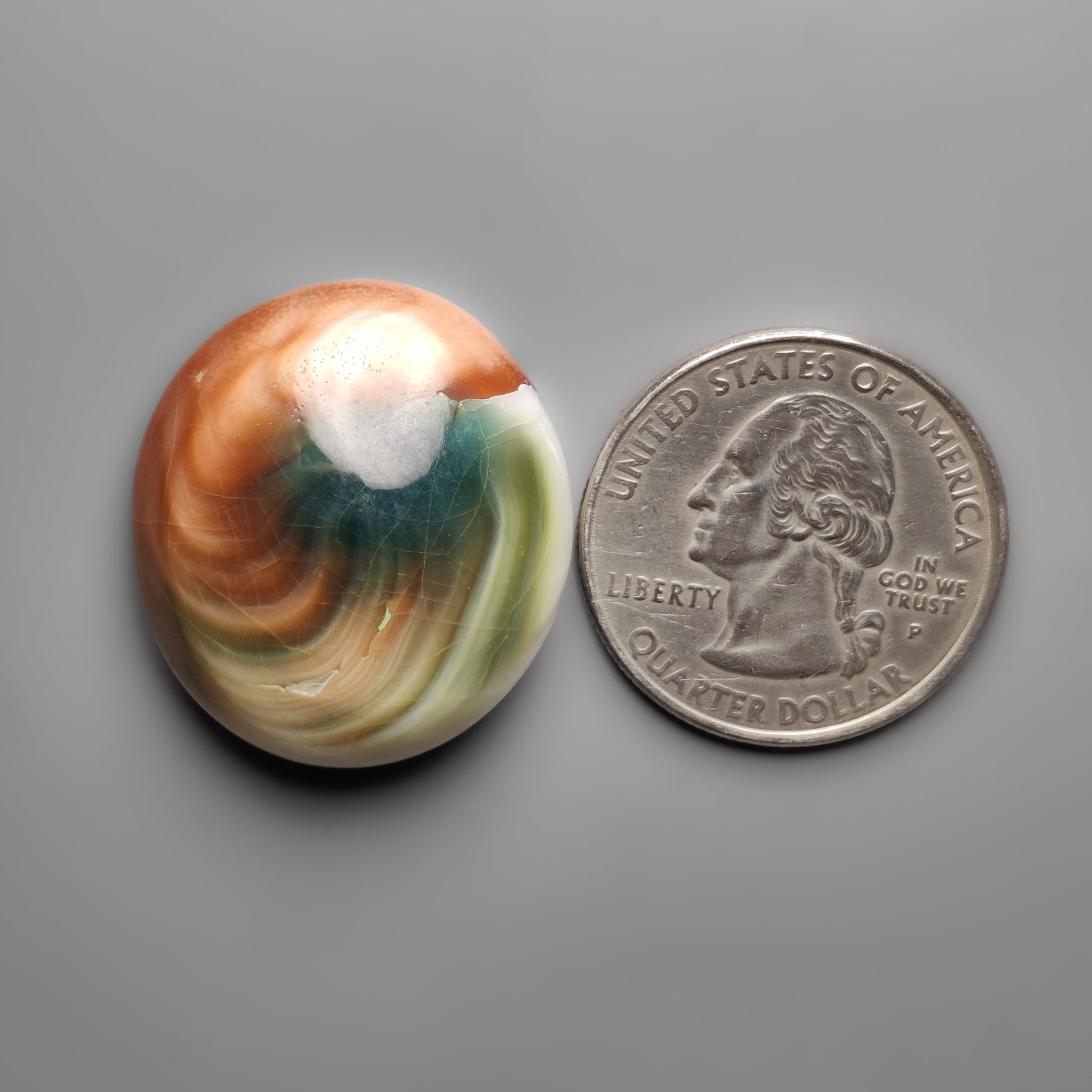 Shiva Eye Shell