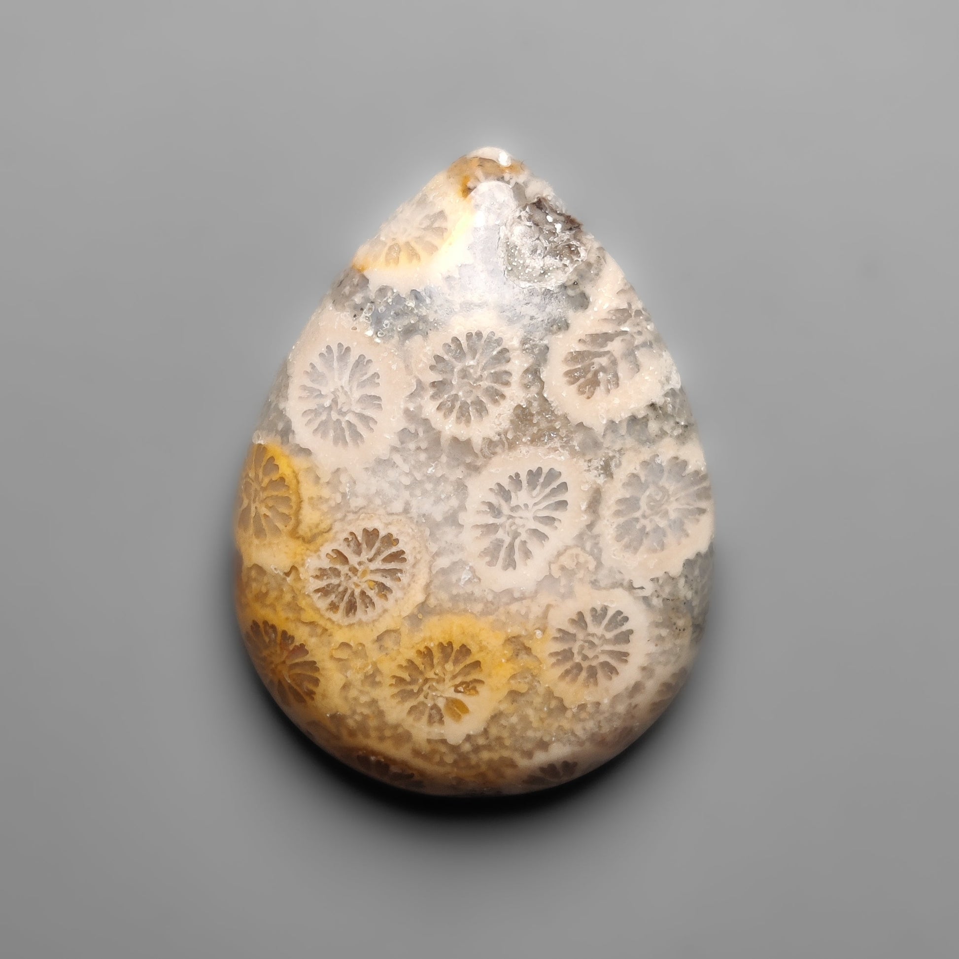 Fossil Coral