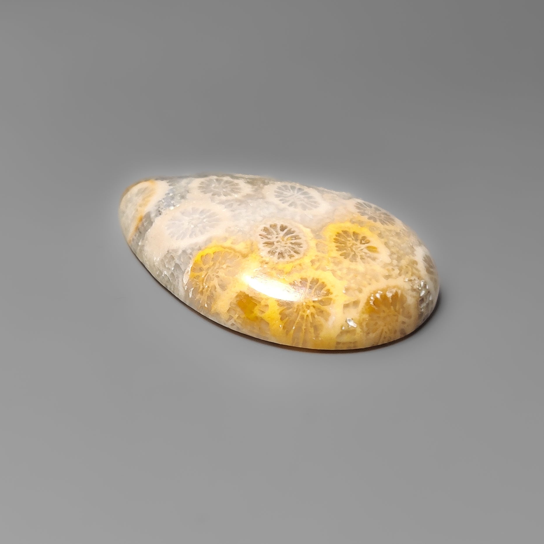 Fossil Coral