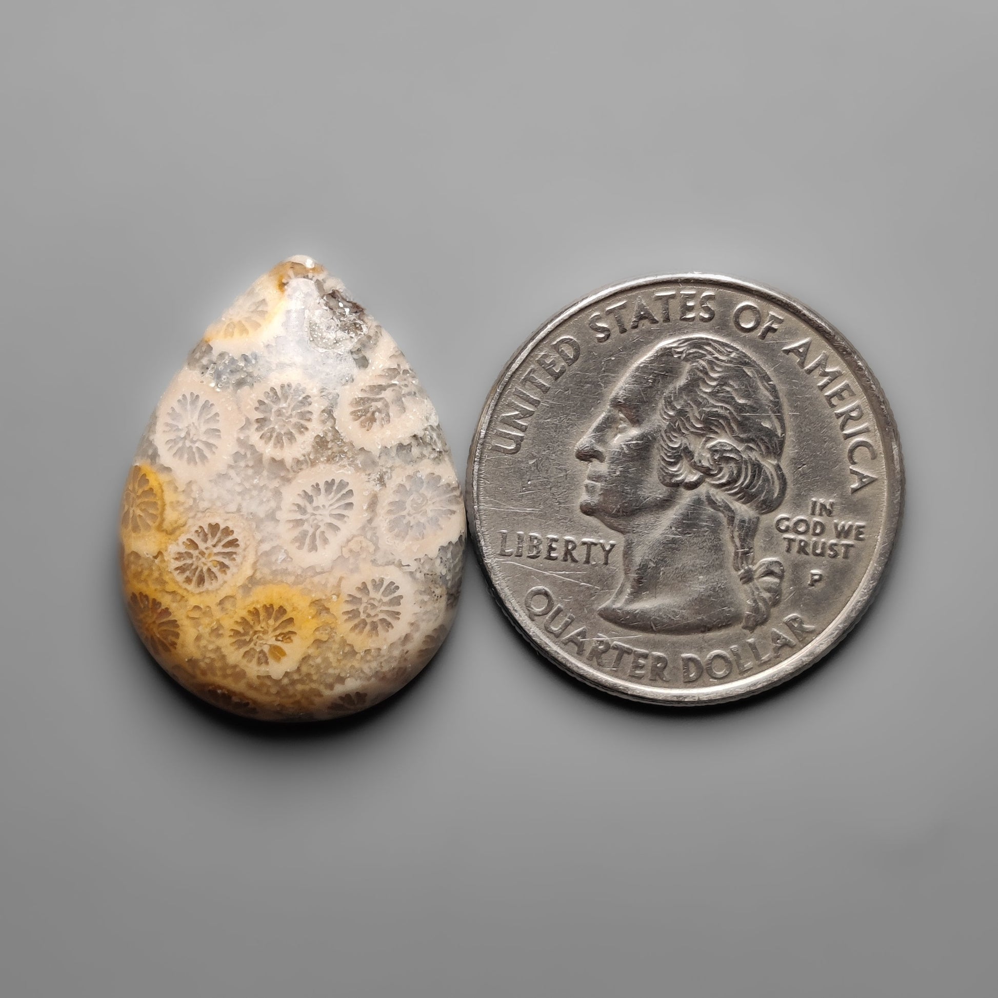 Fossil Coral