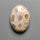 Fossil Coral