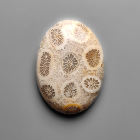 Fossil Coral