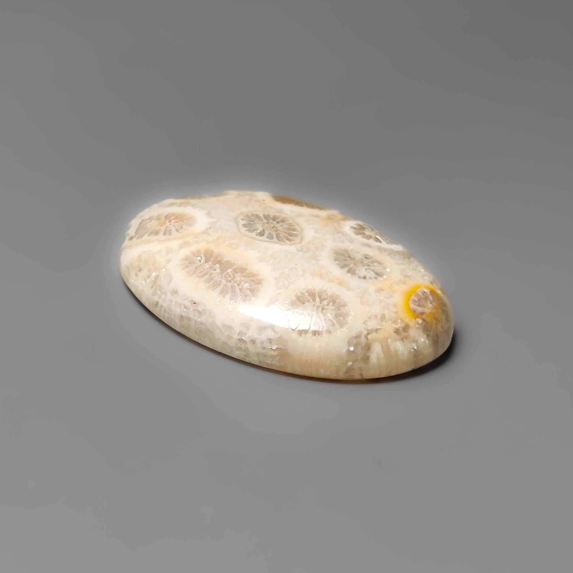 Fossil Coral