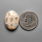 Fossil Coral