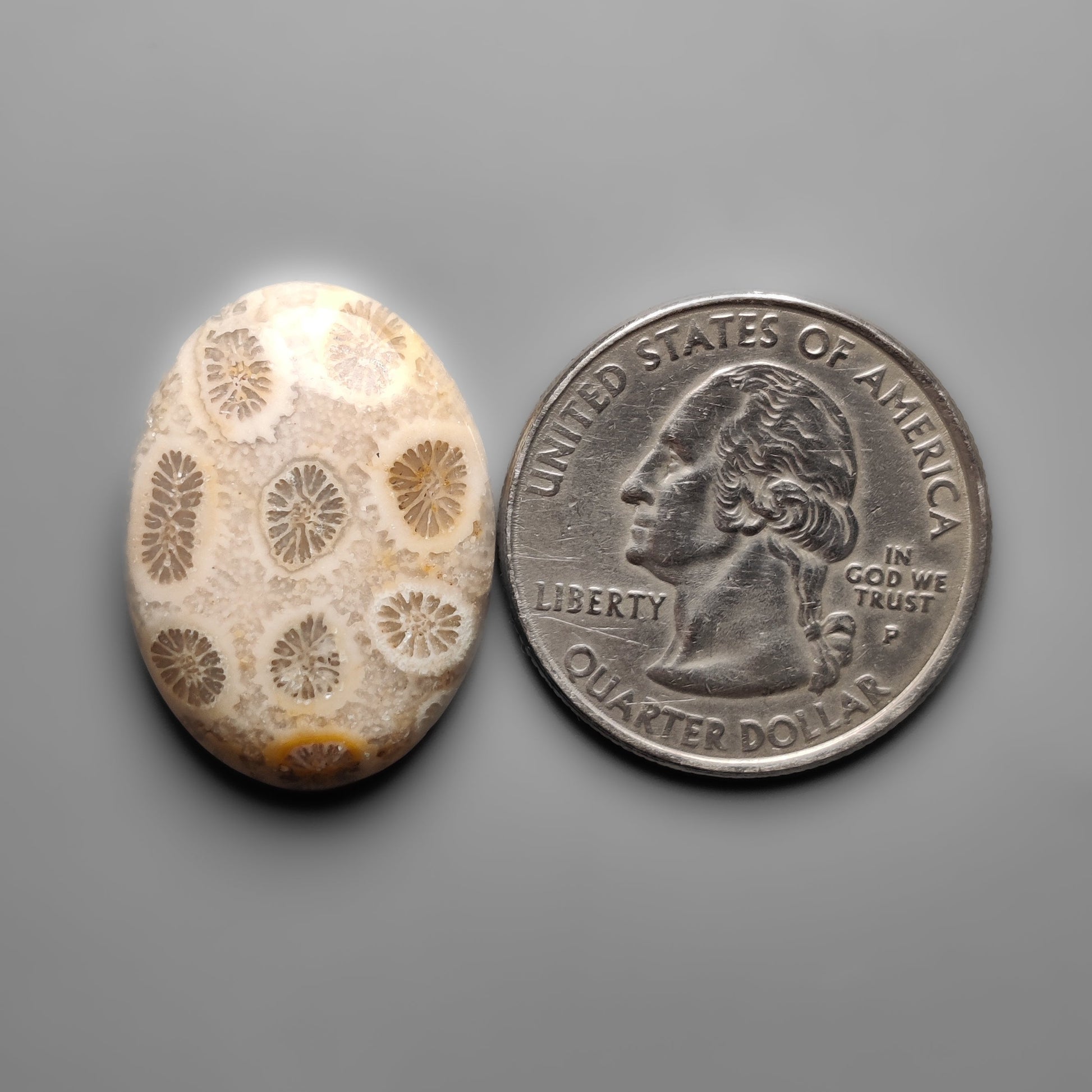Fossil Coral