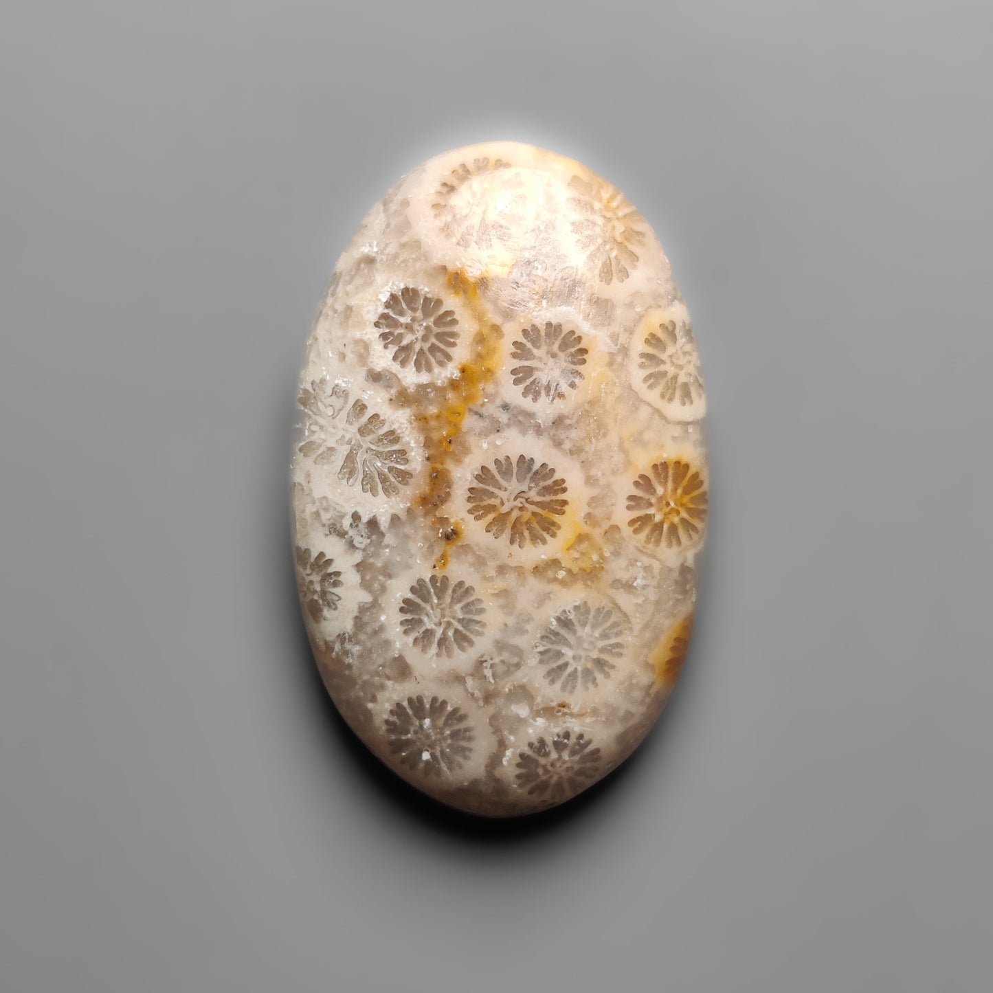 Fossil Coral