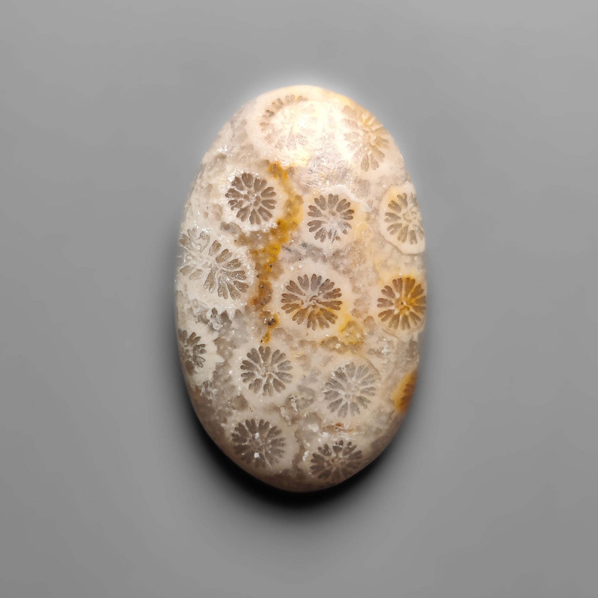 Fossil Coral