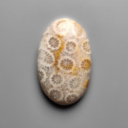 Fossil Coral